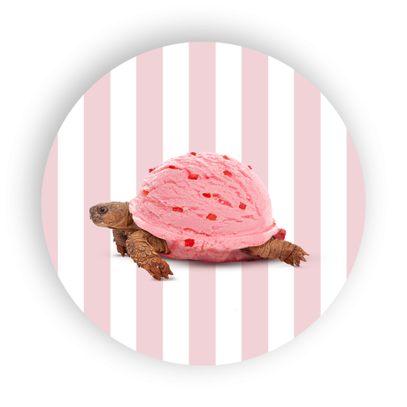 WD SOTTOPENTOLA  TARTARUGA CM.18 WD755GEL